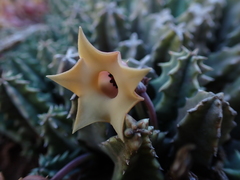 Huernia thuretii