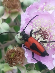 Stictoleptura cordigera