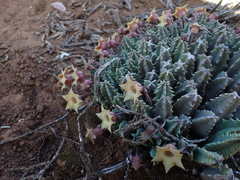 Huernia thuretii