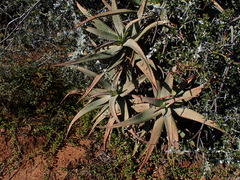 Aloe africana