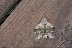 Stauropus sikkimensis