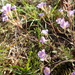 Chaenostoma polyanthum - Photo (c) Nicola van Berkel, alguns direitos reservados (CC BY-SA), uploaded by Nicola van Berkel