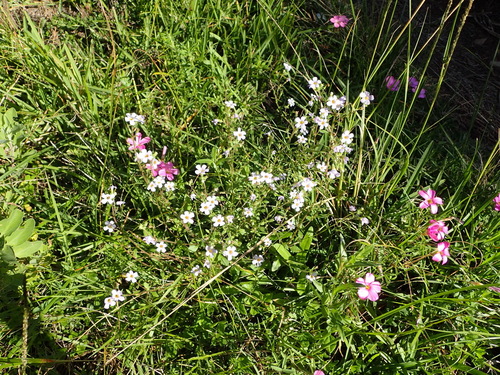 Chaenostoma polyanthum, photograph 2