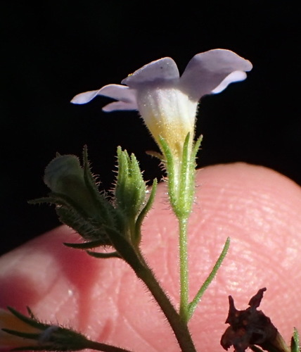 Chaenostoma polyanthum, photograph 3
