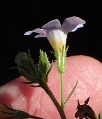Chaenostoma polyanthum, photograph (c) Nicola van Berkel, some rights reserved (CC BY-SA)