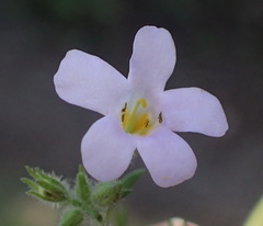 Chaenostoma polyanthum