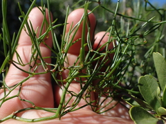 Asparagus volubilis
