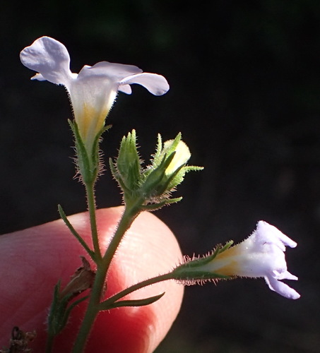 Chaenostoma polyanthum, photograph 1