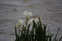 Hymenocallis coronaria