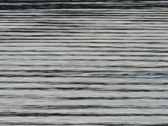 Phoca vitulina richardii