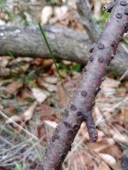 Diatrype disciformis