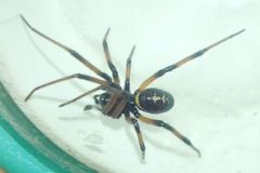 Steatoda paykulliana