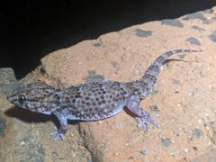 Chondrodactylus turneri