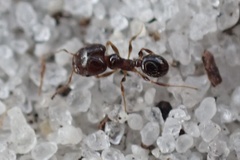 Pheidole adrianoi