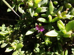 Delosperma ecklonis