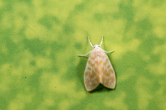 Hemipsilia coavestis