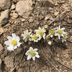 Anemone drummondii