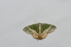 Eucyclodes lalashana