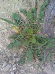 Crepis bursifolia