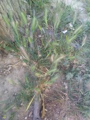 Hordeum murinum leporinum