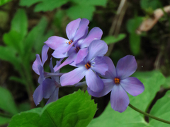 Phlox stolonifera