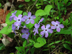 Phlox stolonifera