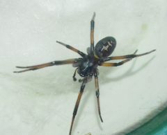Steatoda paykulliana