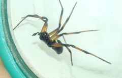 Steatoda paykulliana