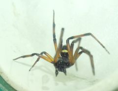 Steatoda paykulliana