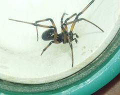 Steatoda paykulliana