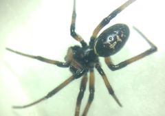 Steatoda paykulliana