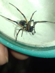 Steatoda paykulliana