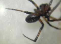 Steatoda paykulliana