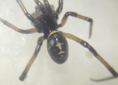 Steatoda paykulliana
