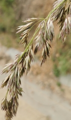 Ampelodesmos mauritanicus