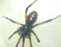 Steatoda paykulliana