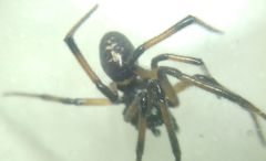 Steatoda paykulliana