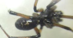 Steatoda paykulliana