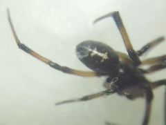 Steatoda paykulliana