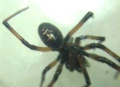 Steatoda paykulliana