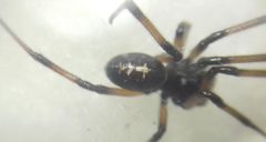 Steatoda paykulliana