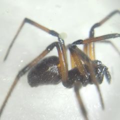 Steatoda paykulliana