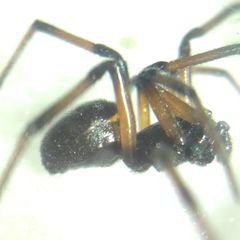 Steatoda paykulliana