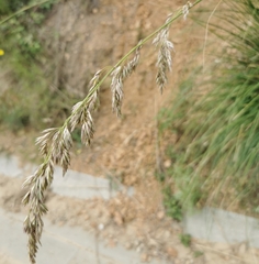 Ampelodesmos mauritanicus