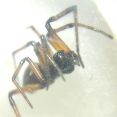 Steatoda paykulliana