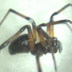 Steatoda paykulliana