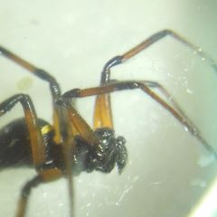 Steatoda paykulliana