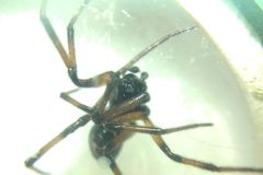 Steatoda paykulliana