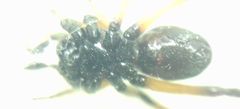 Steatoda paykulliana