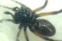 Steatoda paykulliana